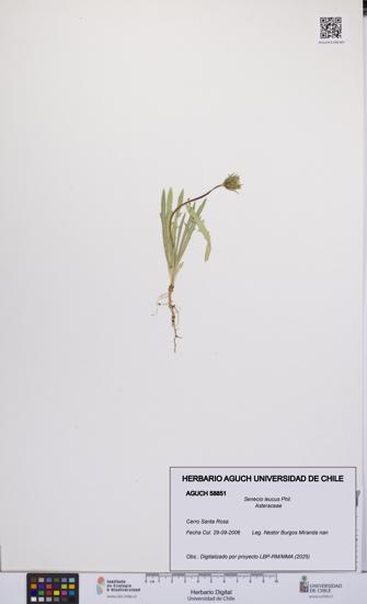 Senecio leucus [Espécimen: UCH:AGUCH:0058851]