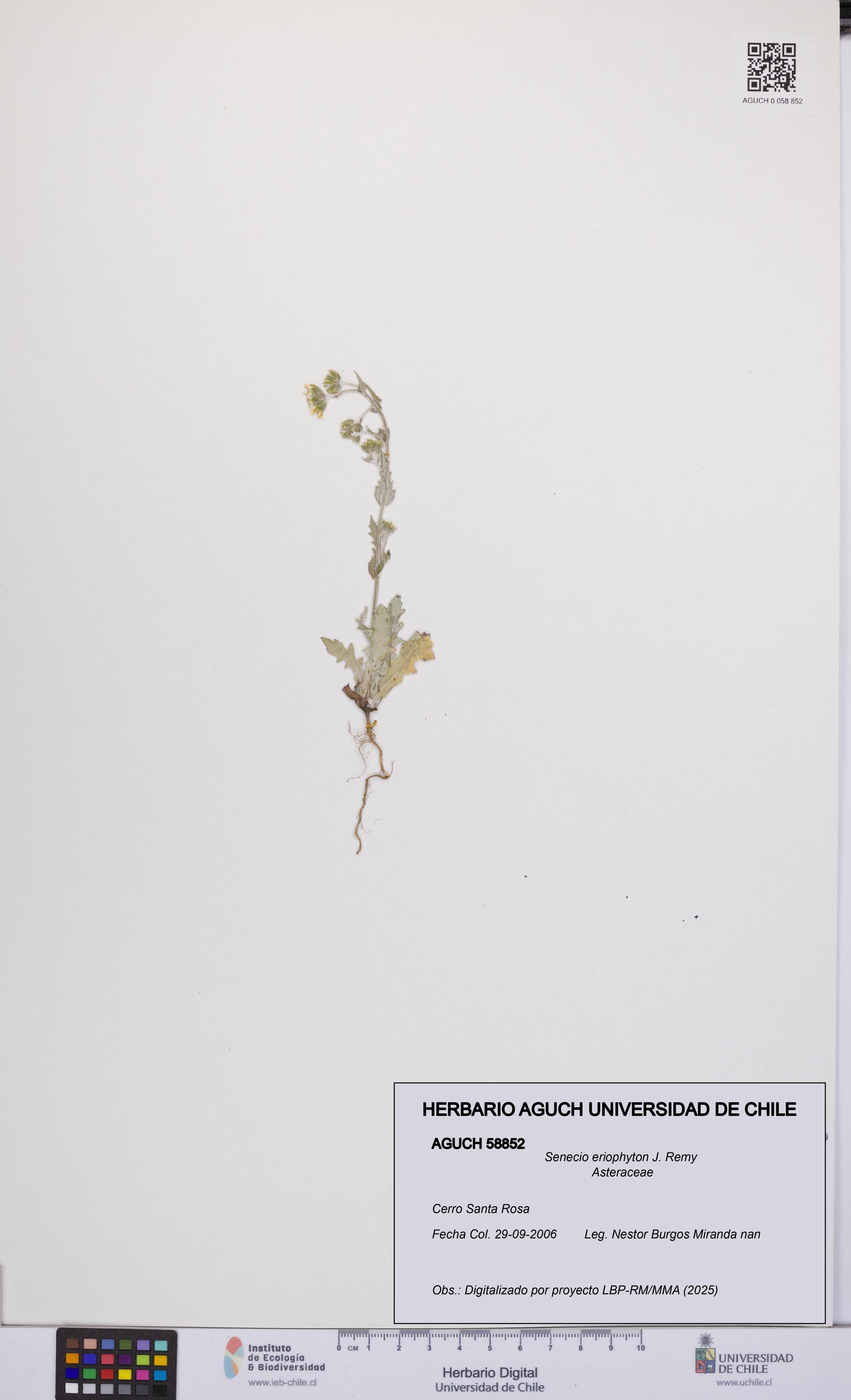 Senecio eriophyton [Espécimen: UCH:AGUCH:0058852]