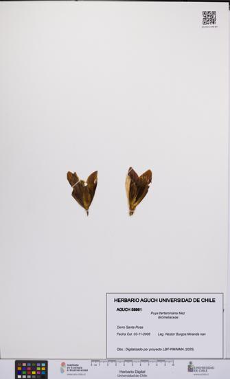 Puya berteroniana [Espécimen: UCH:AGUCH:0058861]