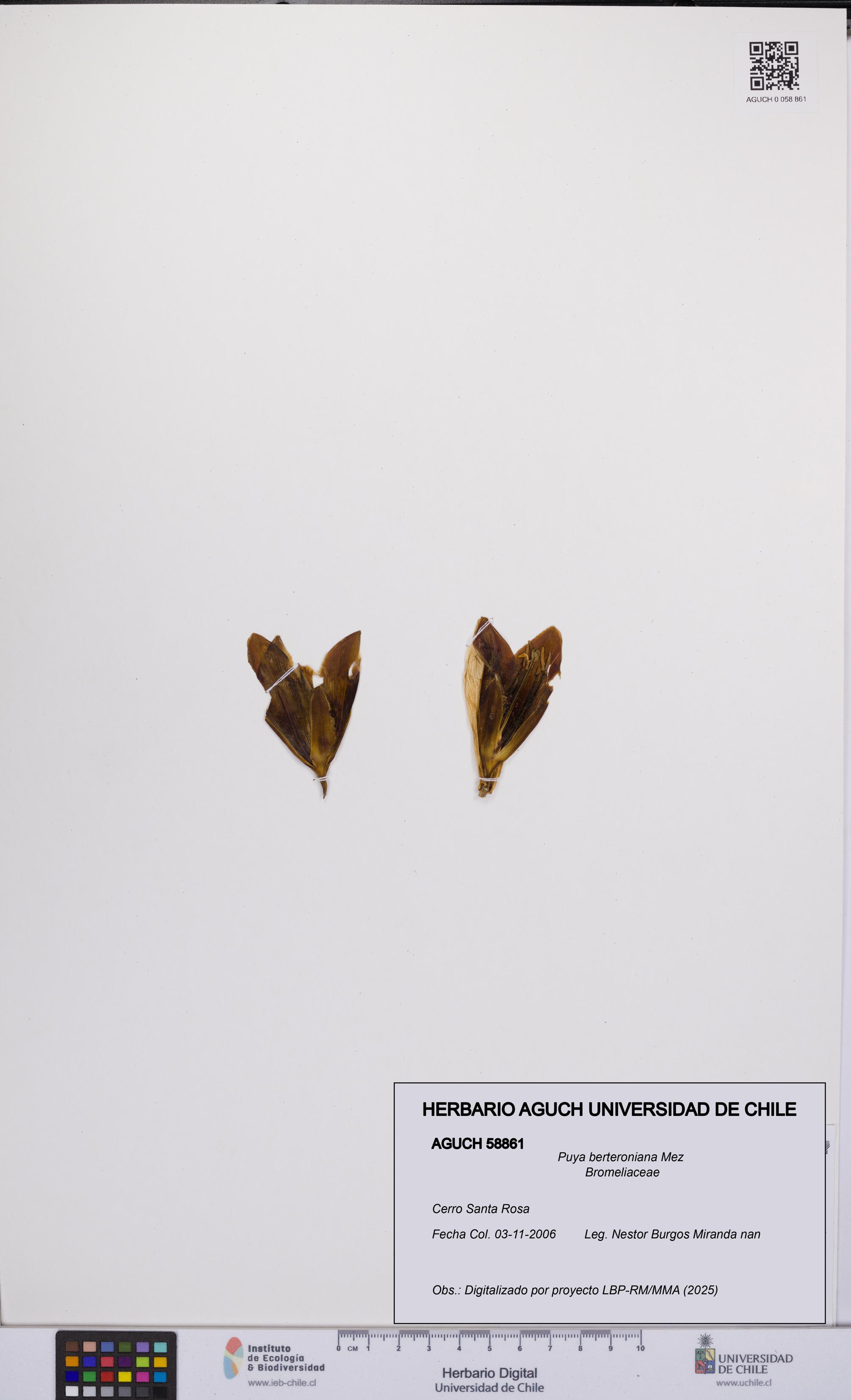 Puya berteroniana [Espécimen: UCH:AGUCH:0058861]