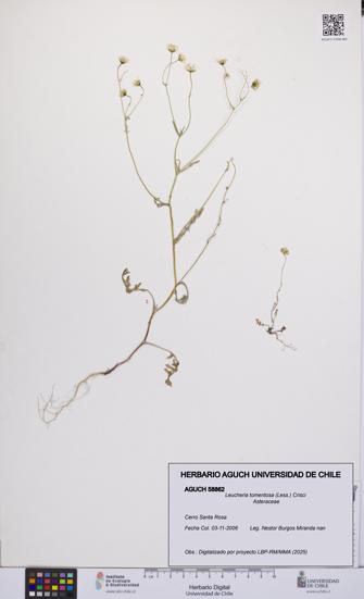 Leucheria tomentosa [Espécimen: UCH:AGUCH:0058862]