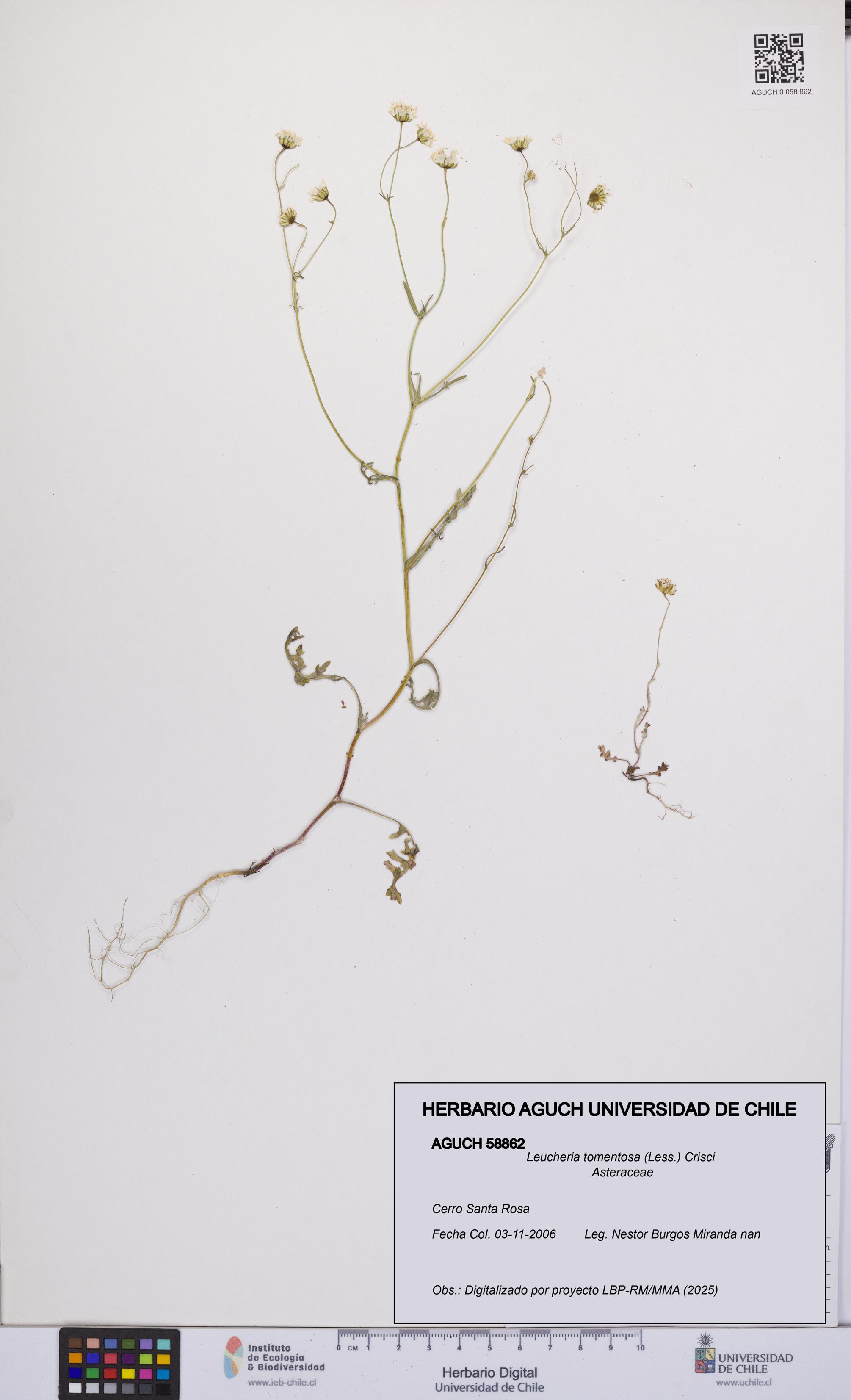 Leucheria tomentosa [Espécimen: UCH:AGUCH:0058862]