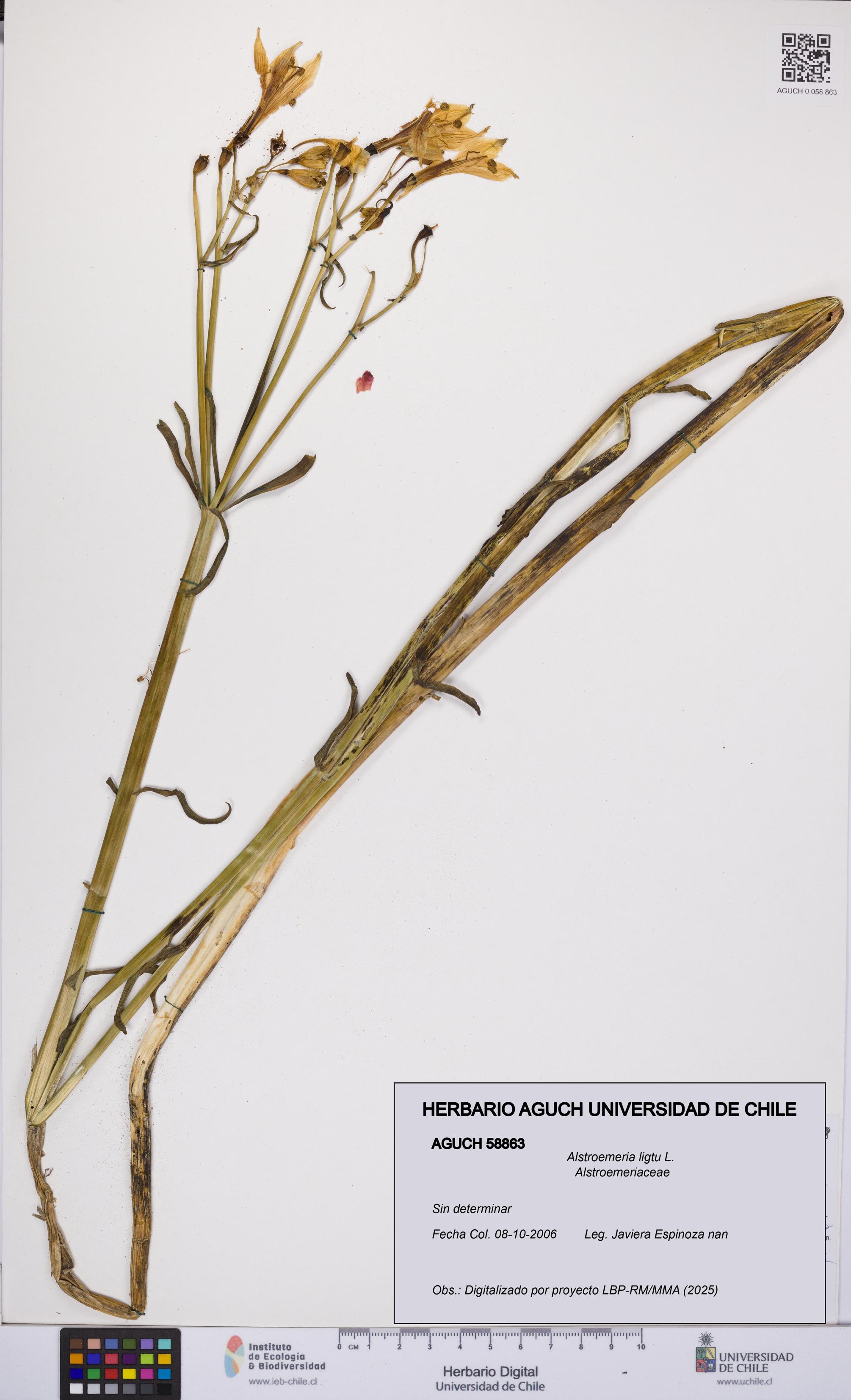 Alstroemeria ligtu [Espécimen: UCH:AGUCH:0058863]