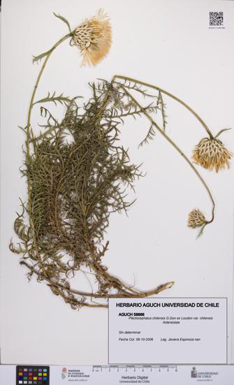 Plectocephalus chilensis var. chilensis [Espécimen: UCH:AGUCH:0058866]