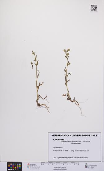 Cryptantha clandestina [Espécimen: UCH:AGUCH:0058869]