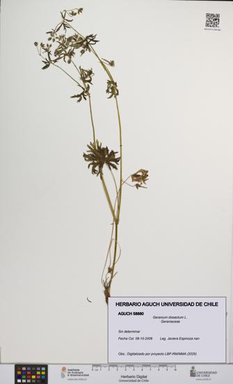 Geranium dissectum [Espécimen: UCH:AGUCH:0058880]