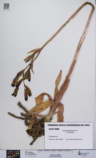 Chloraea bletioides [Espécimen: UCH:AGUCH:0058886]
