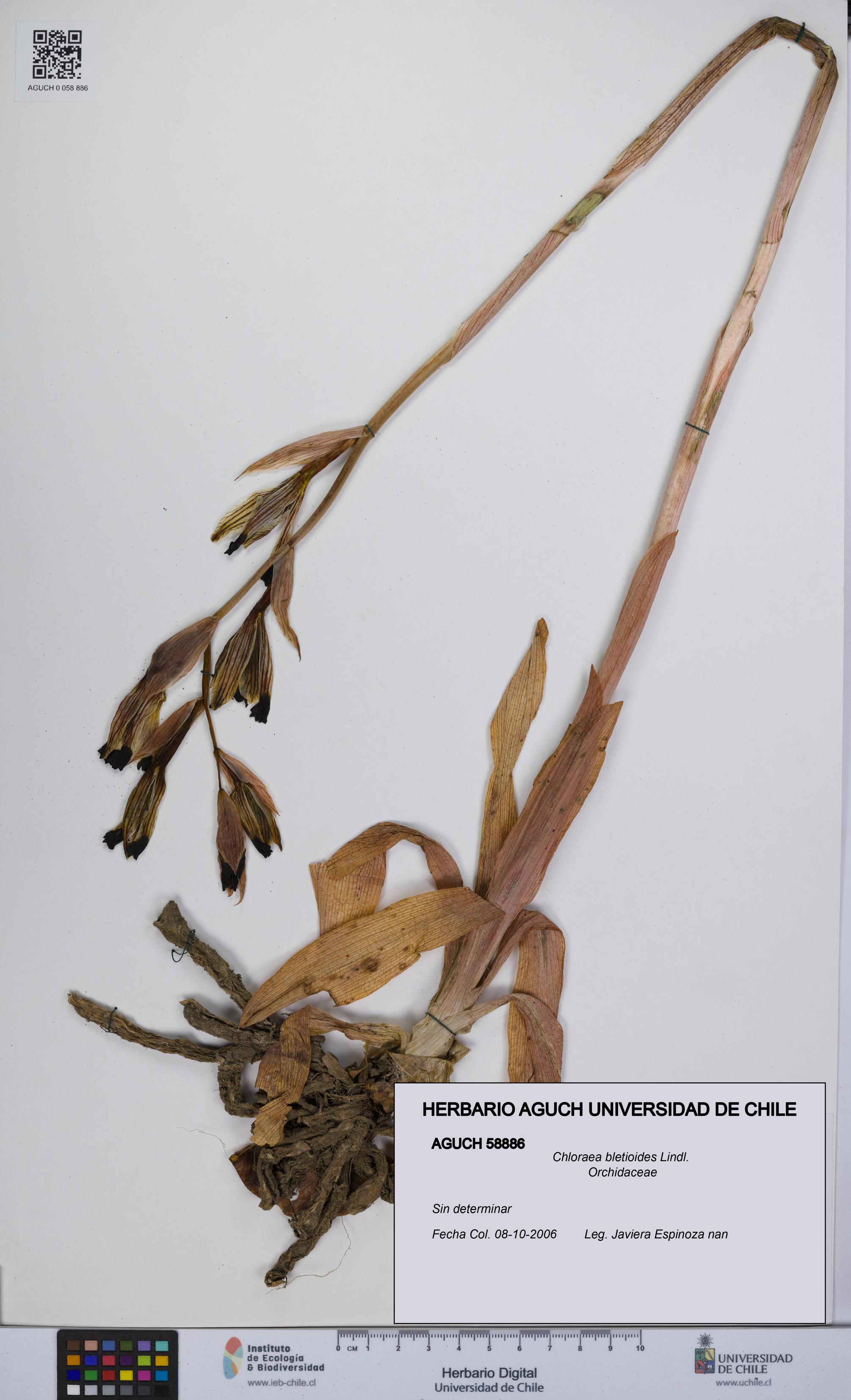 Chloraea bletioides [Espécimen: UCH:AGUCH:0058886]