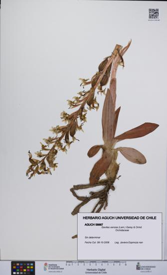 Gavilea venosa [Espécimen: UCH:AGUCH:0058887]