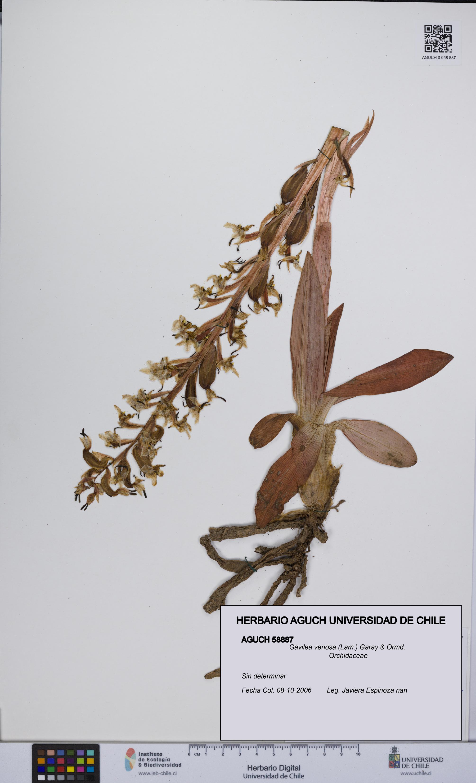 Gavilea venosa [Espécimen: UCH:AGUCH:0058887]