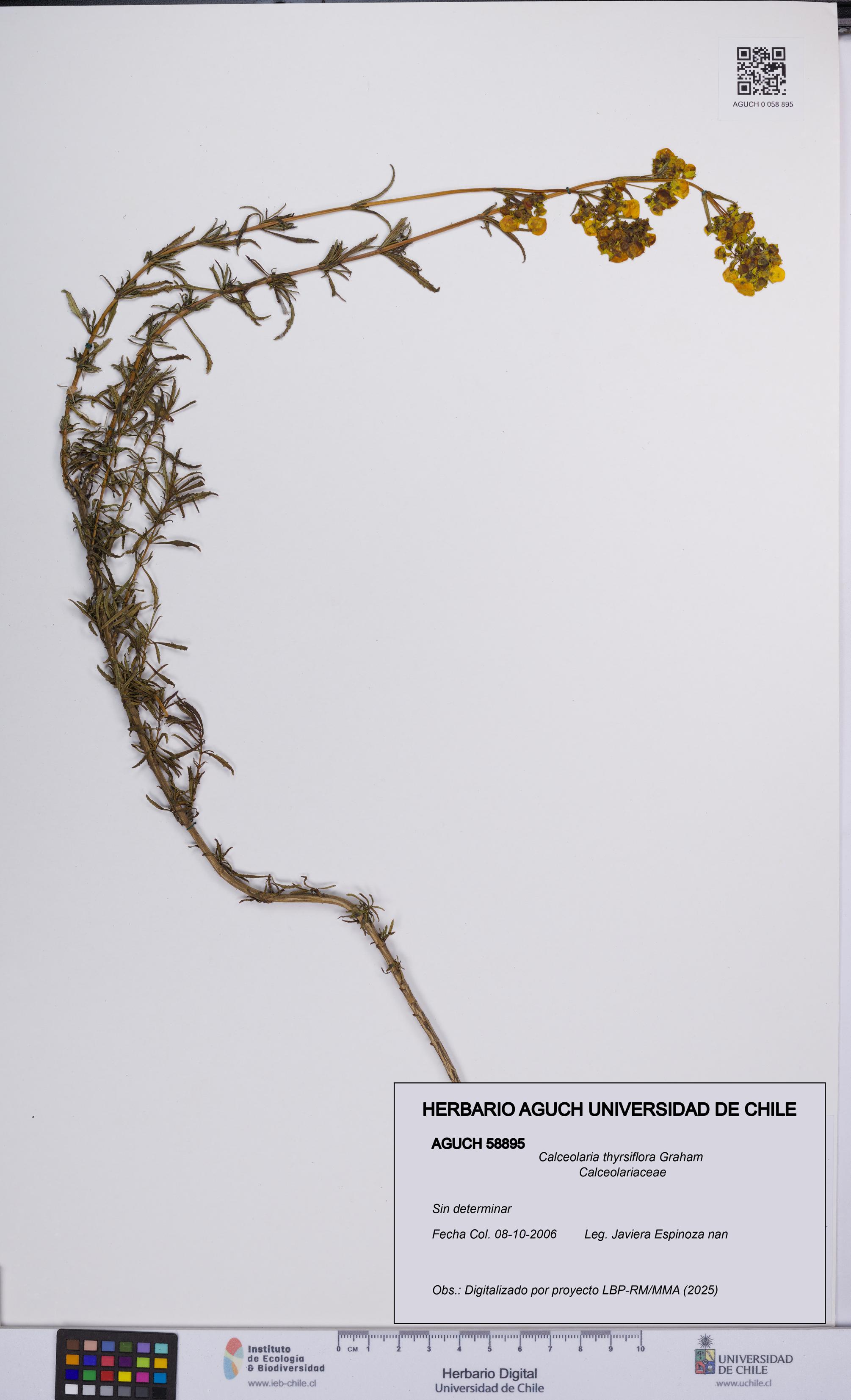 Calceolaria thyrsiflora [Espécimen: UCH:AGUCH:0058895]