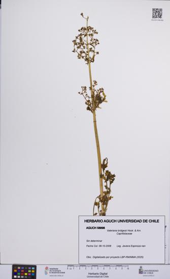 Valeriana bridgesii [Espécimen: UCH:AGUCH:0058898]