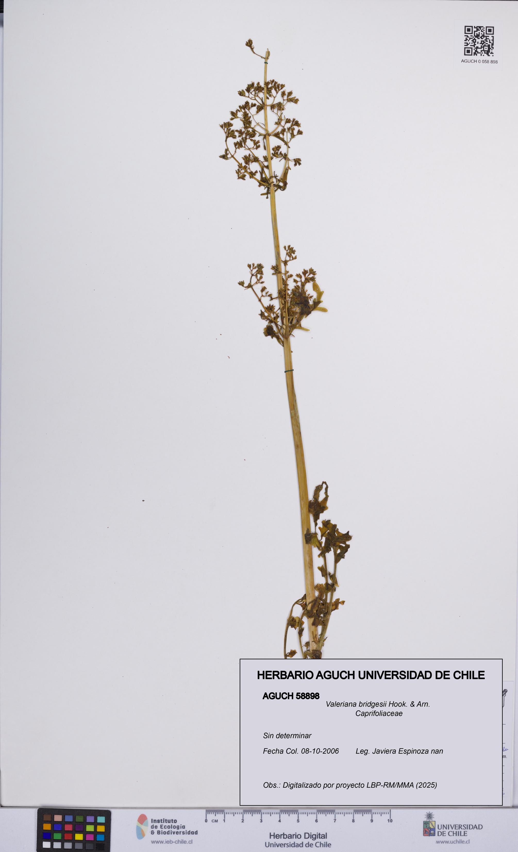 Valeriana bridgesii [Espécimen: UCH:AGUCH:0058898]