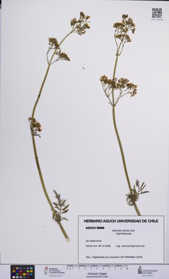 Valeriana stricta [Espécimen: UCH:AGUCH:0058899]