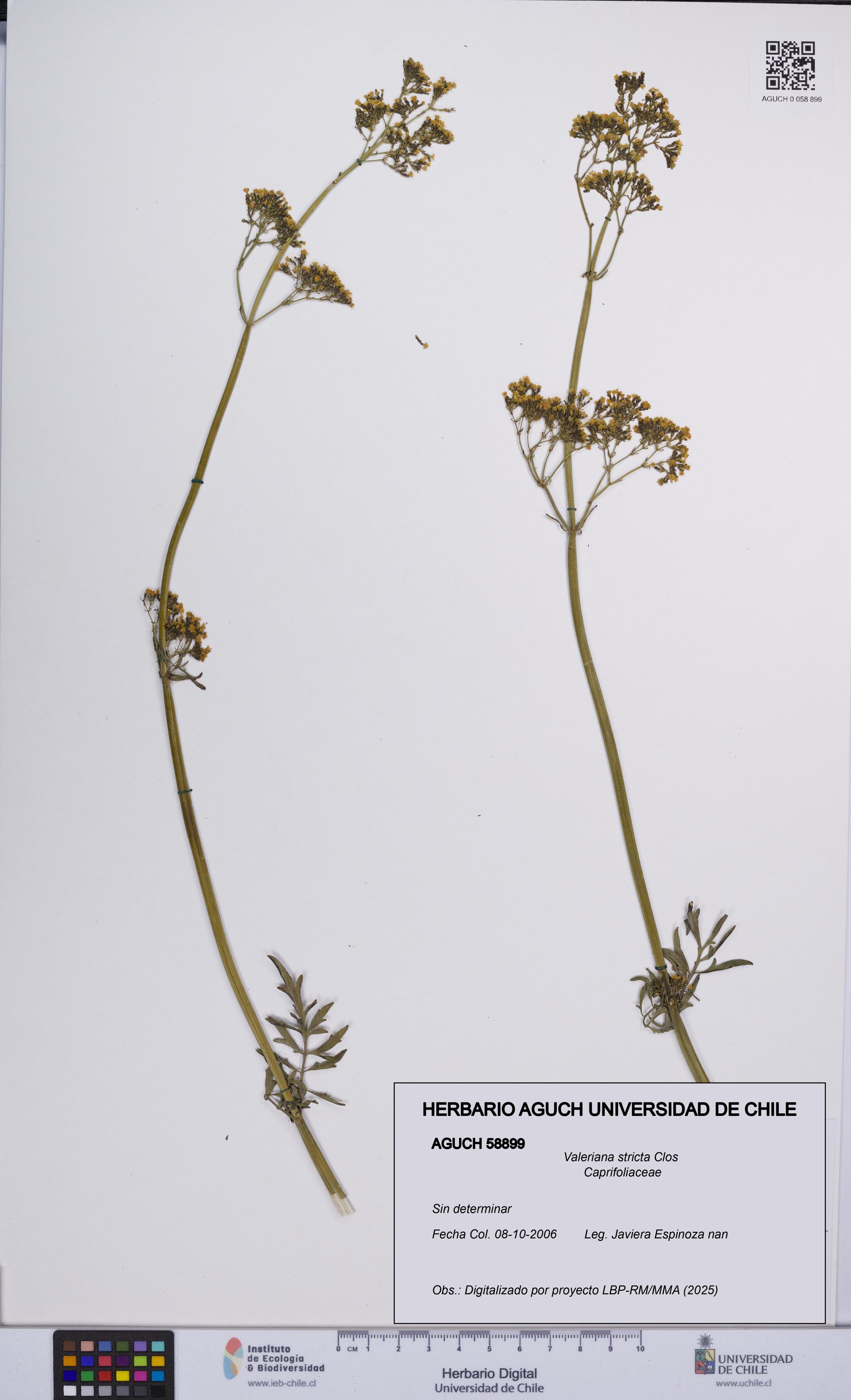 Valeriana stricta [Espécimen: UCH:AGUCH:0058899]
