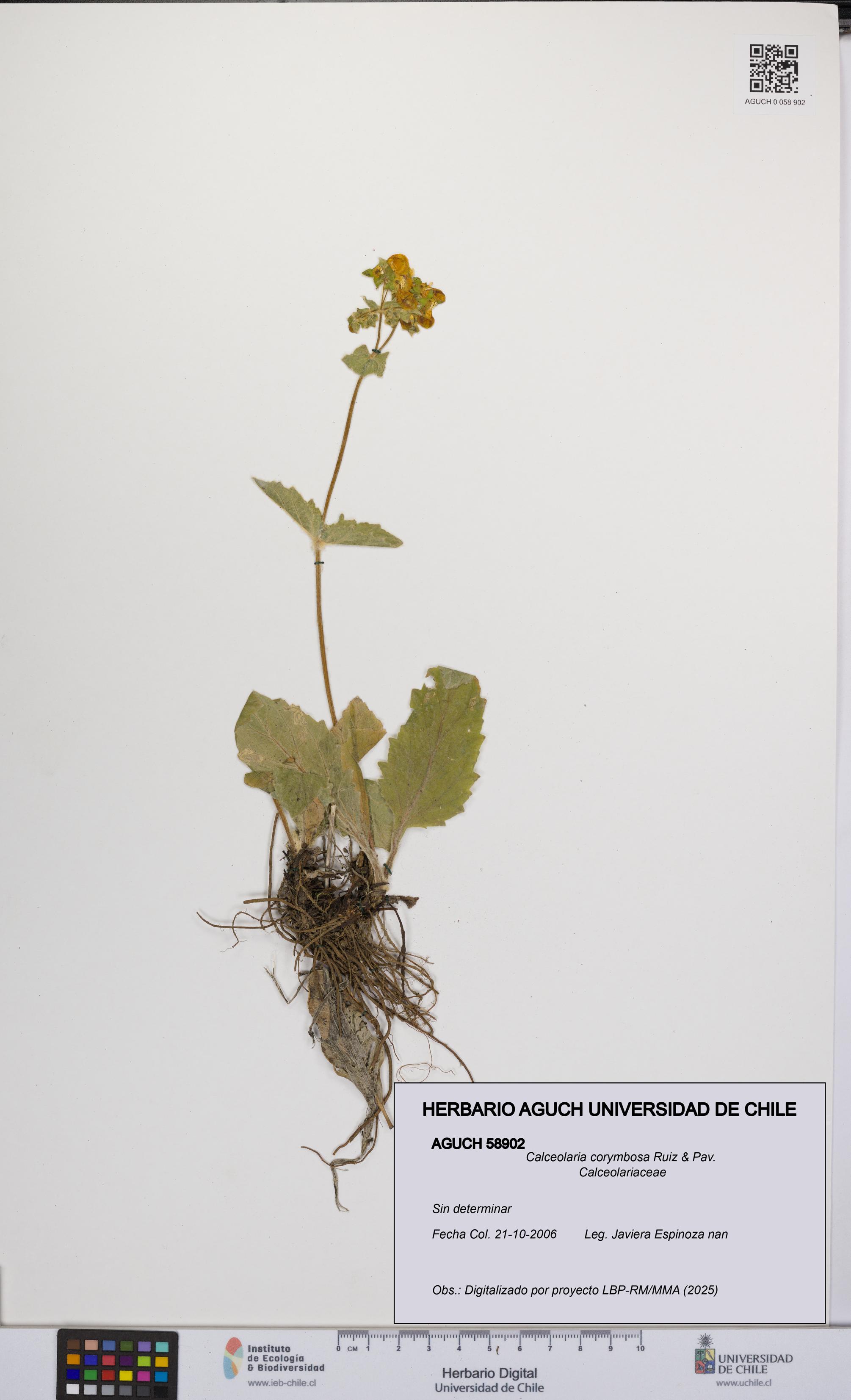 Calceolaria corymbosa [Espécimen: UCH:AGUCH:0058902]