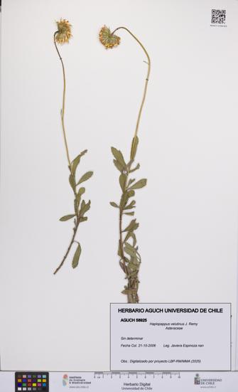 Haplopappus velutinus [Espécimen: UCH:AGUCH:0058925]