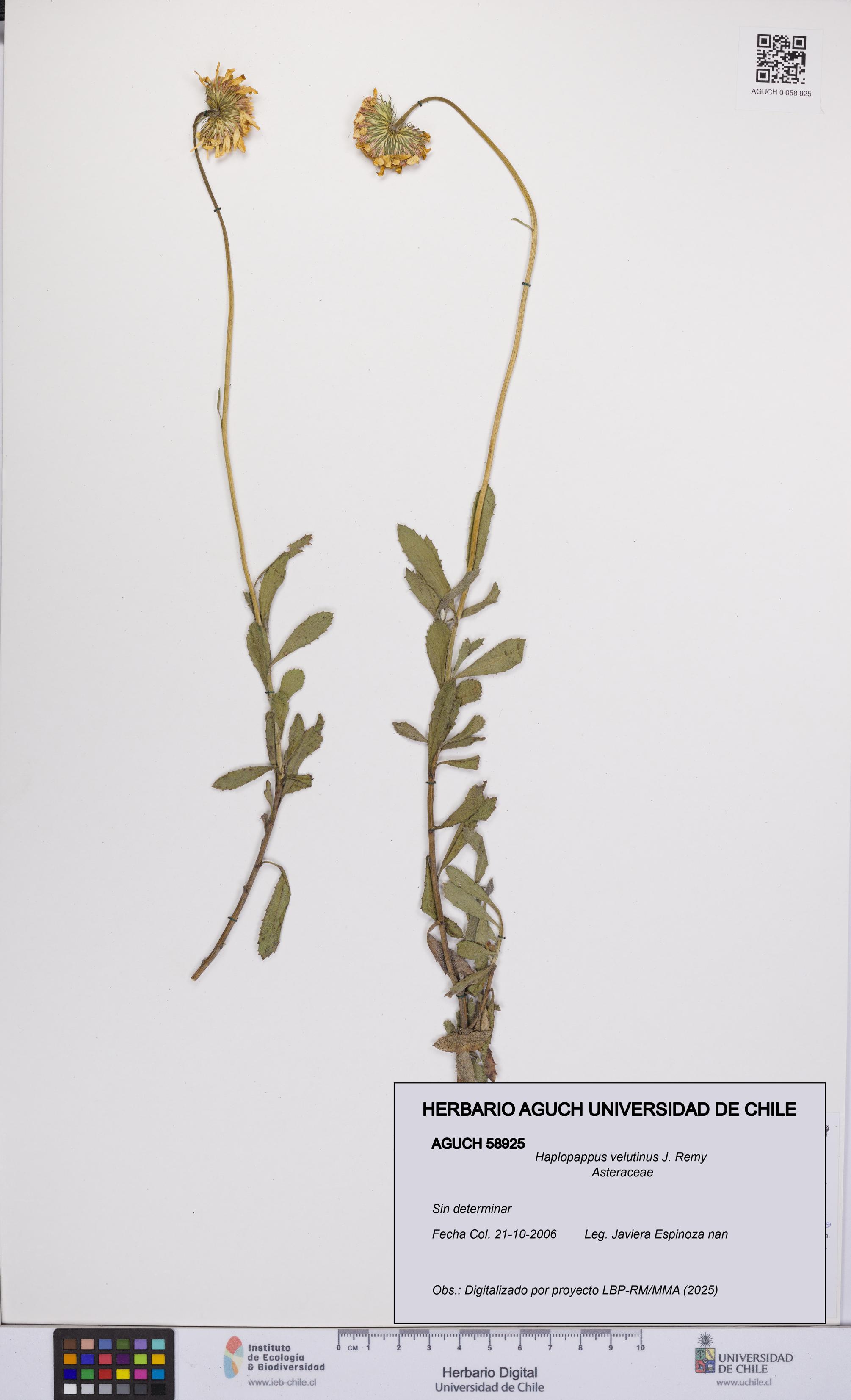 Haplopappus velutinus [Espécimen: UCH:AGUCH:0058925]