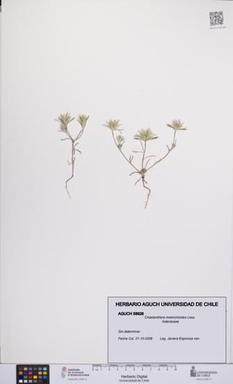Chaetanthera moenchioides [Espécimen: UCH:AGUCH:0058926]