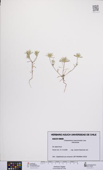 Chaetanthera moenchioides [Espécimen: UCH:AGUCH:0058926]