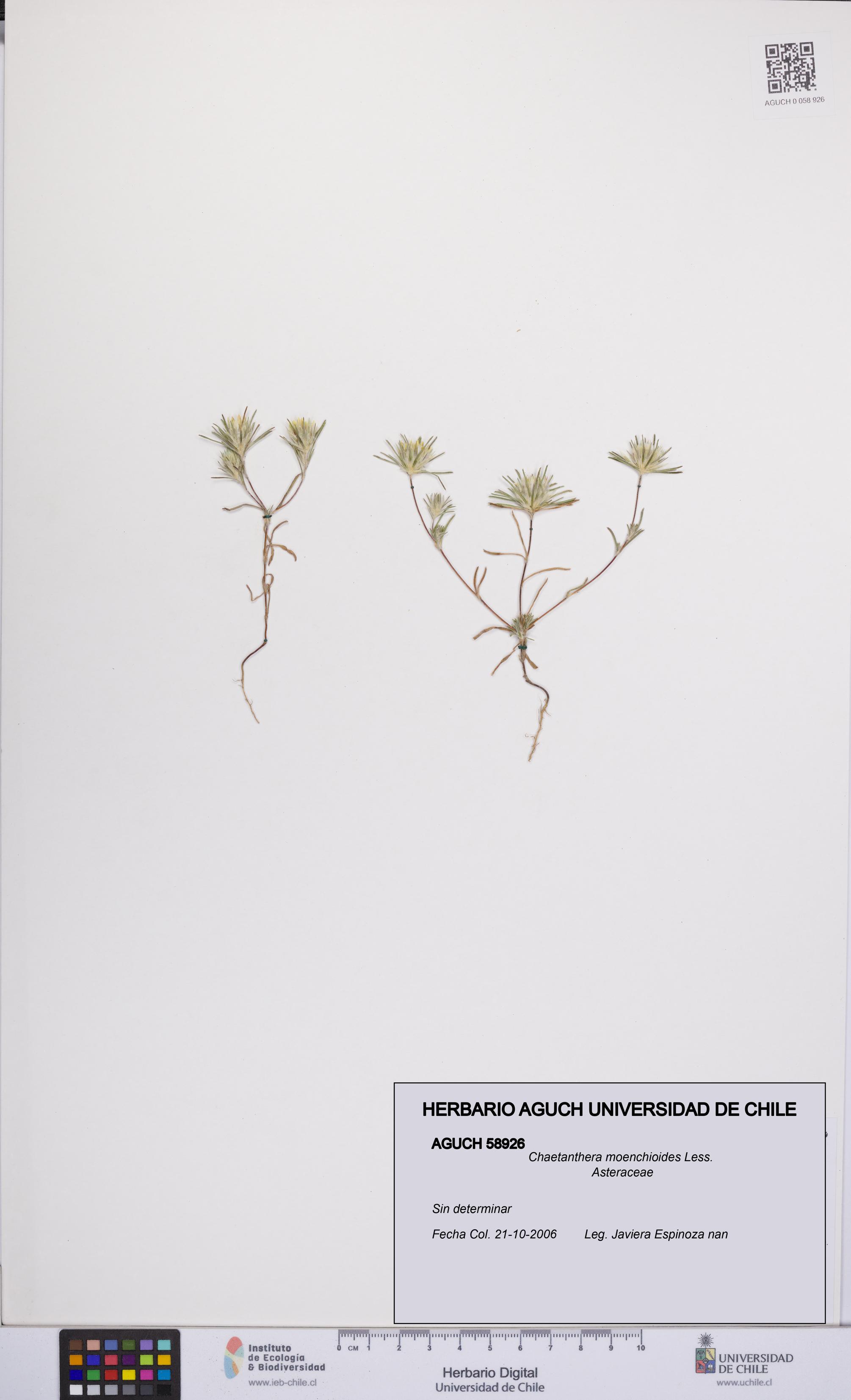 Chaetanthera moenchioides [Espécimen: UCH:AGUCH:0058926]