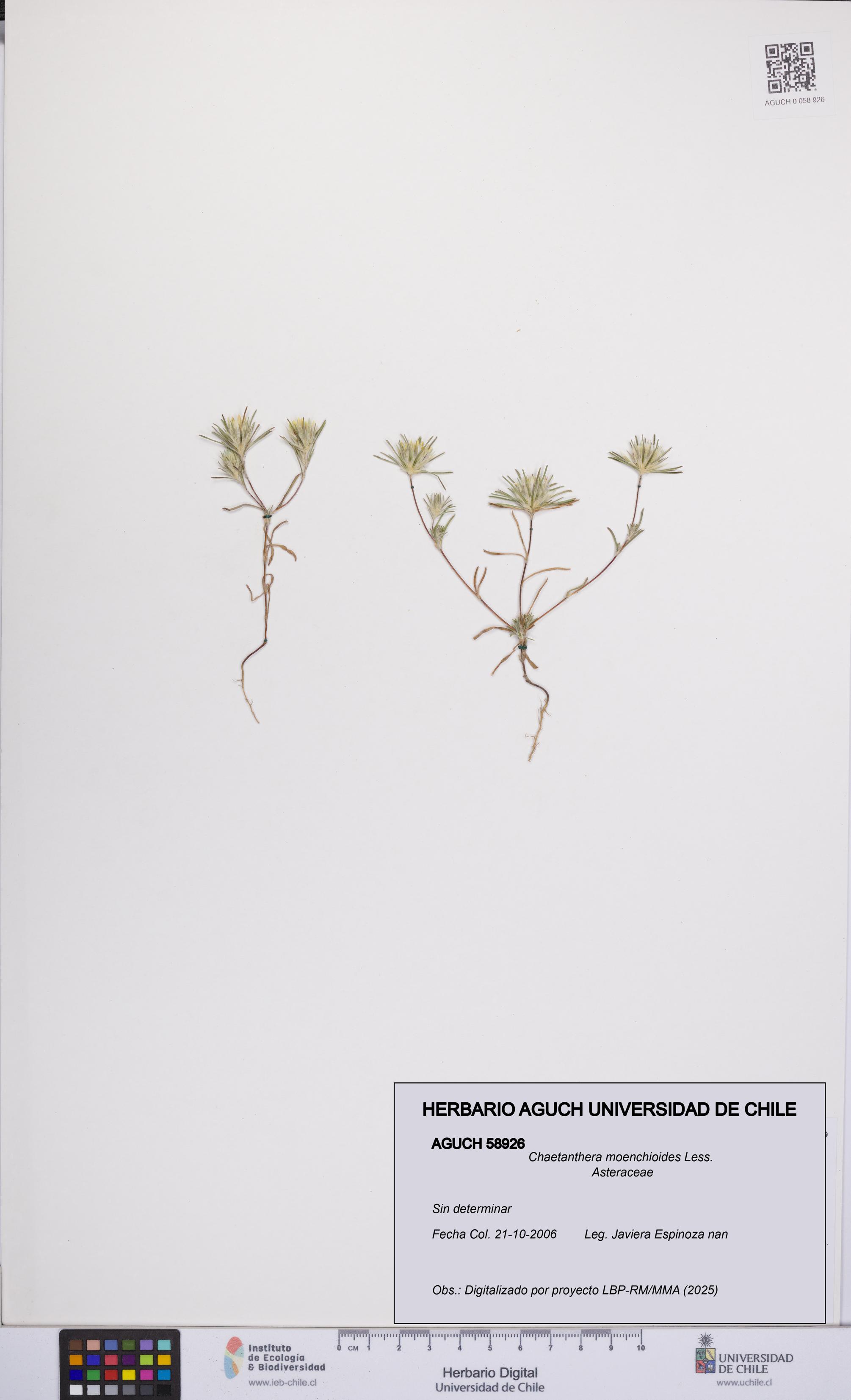 Chaetanthera moenchioides [Espécimen: UCH:AGUCH:0058926]