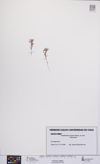 Chaetanthera linearis [Espécimen: UCH:AGUCH:0058927]