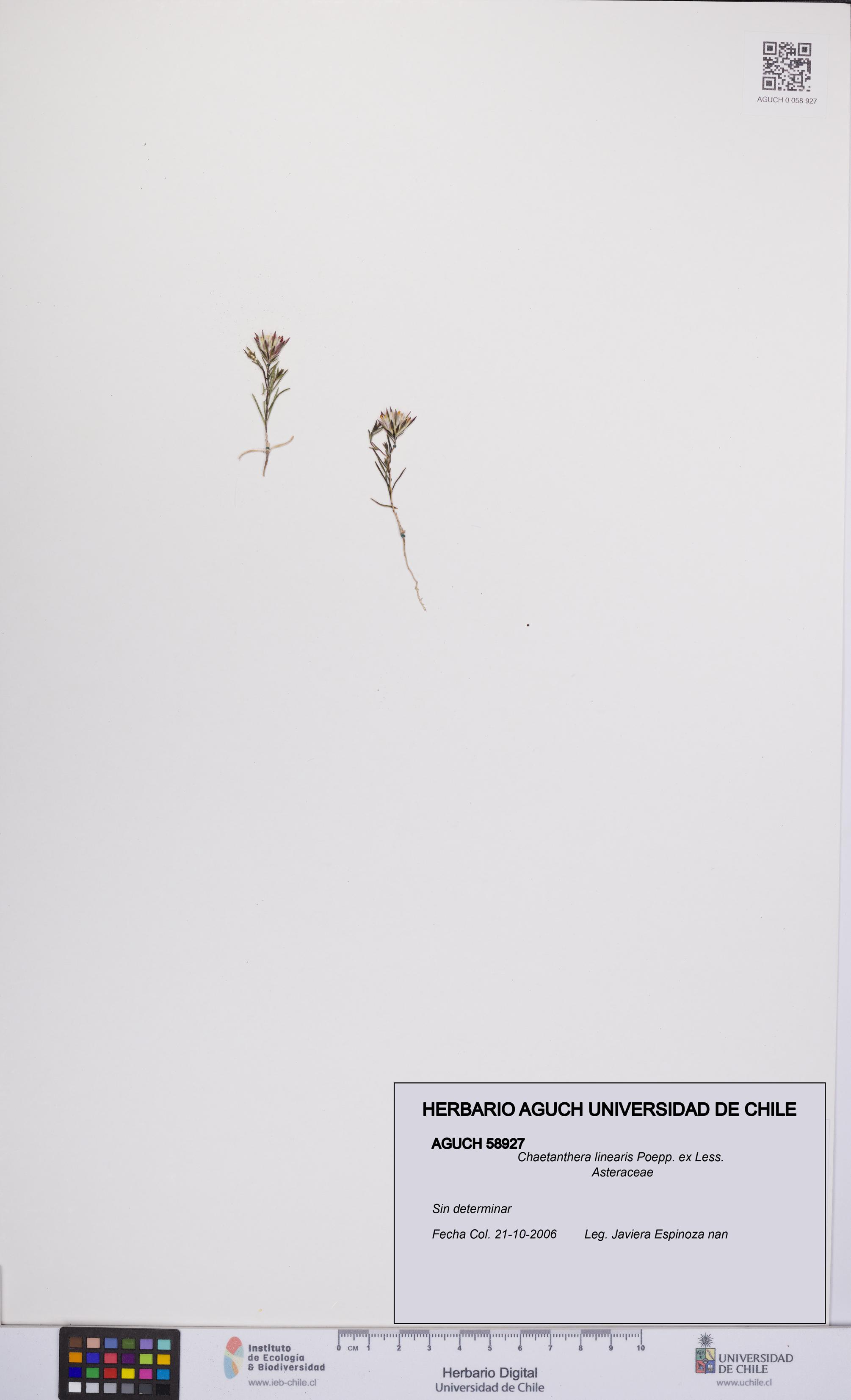 Chaetanthera linearis [Espécimen: UCH:AGUCH:0058927]