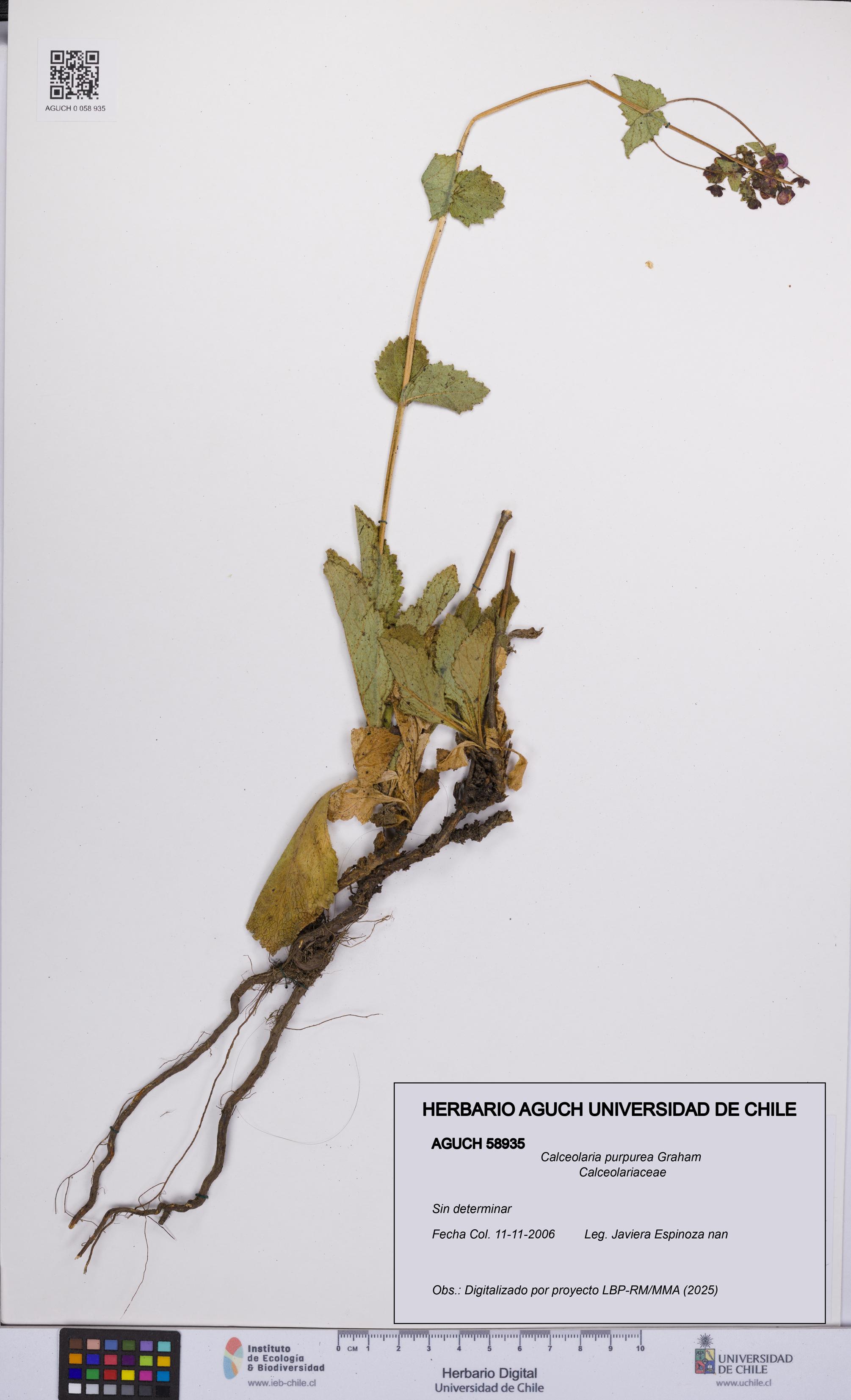 Calceolaria purpurea [Espécimen: UCH:AGUCH:0058935]