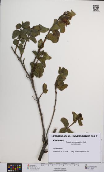 Tristerix corymbosus [Espécimen: UCH:AGUCH:0058937]