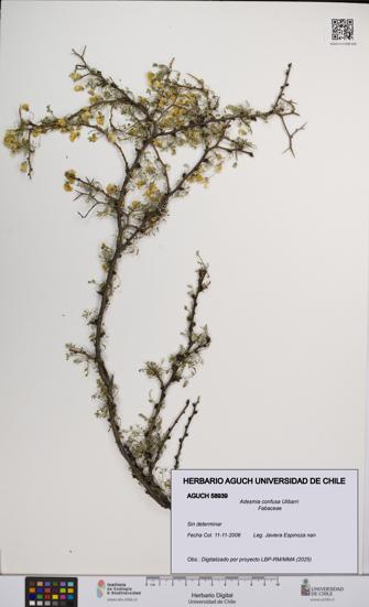 Adesmia confusa [Espécimen: UCH:AGUCH:0058939]