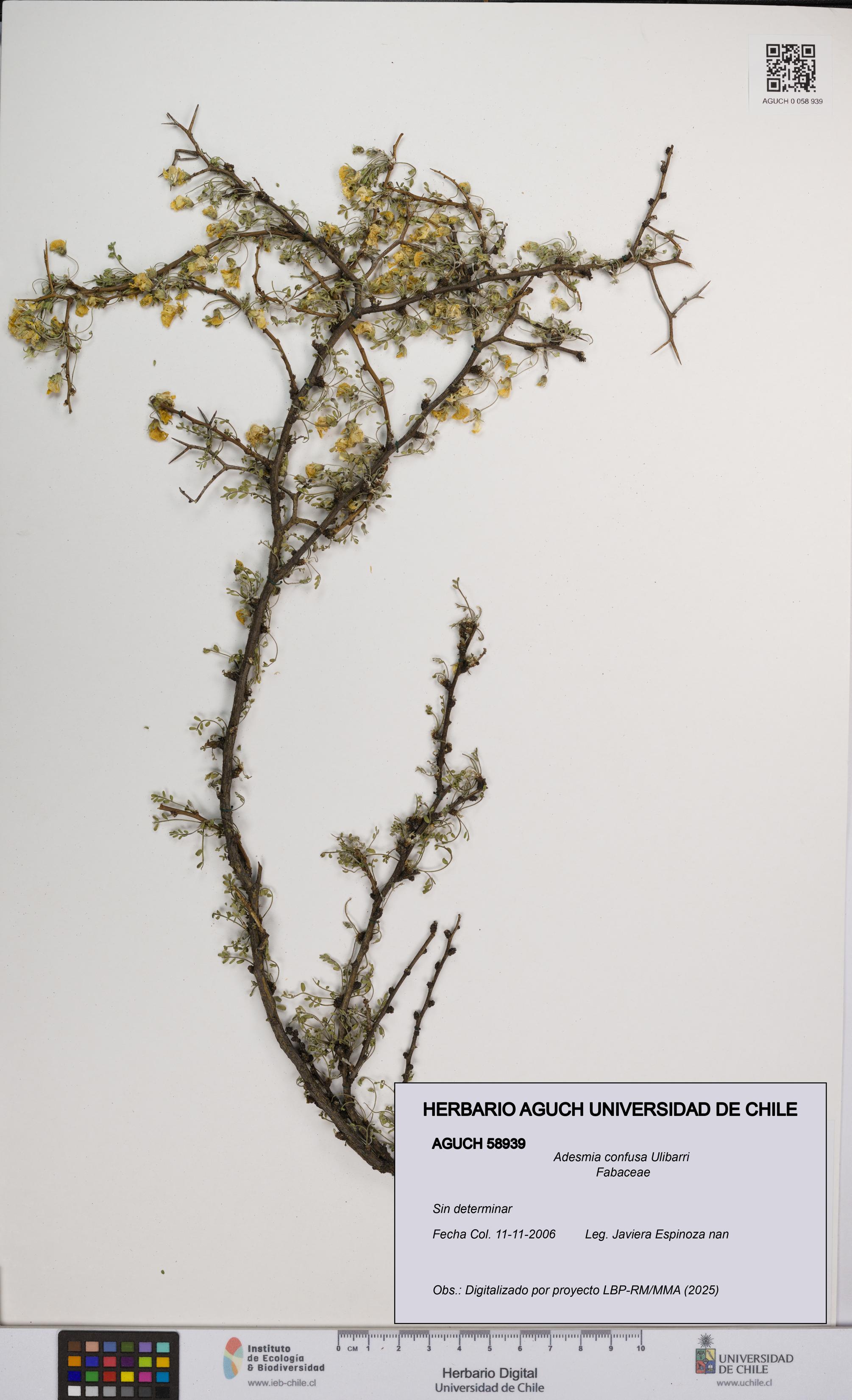 Adesmia confusa [Espécimen: UCH:AGUCH:0058939]