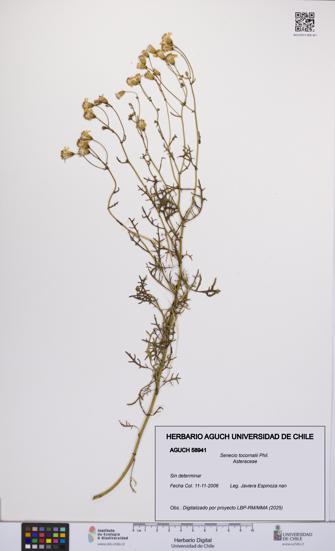 Senecio tocornalii [Espécimen: UCH:AGUCH:0058941]