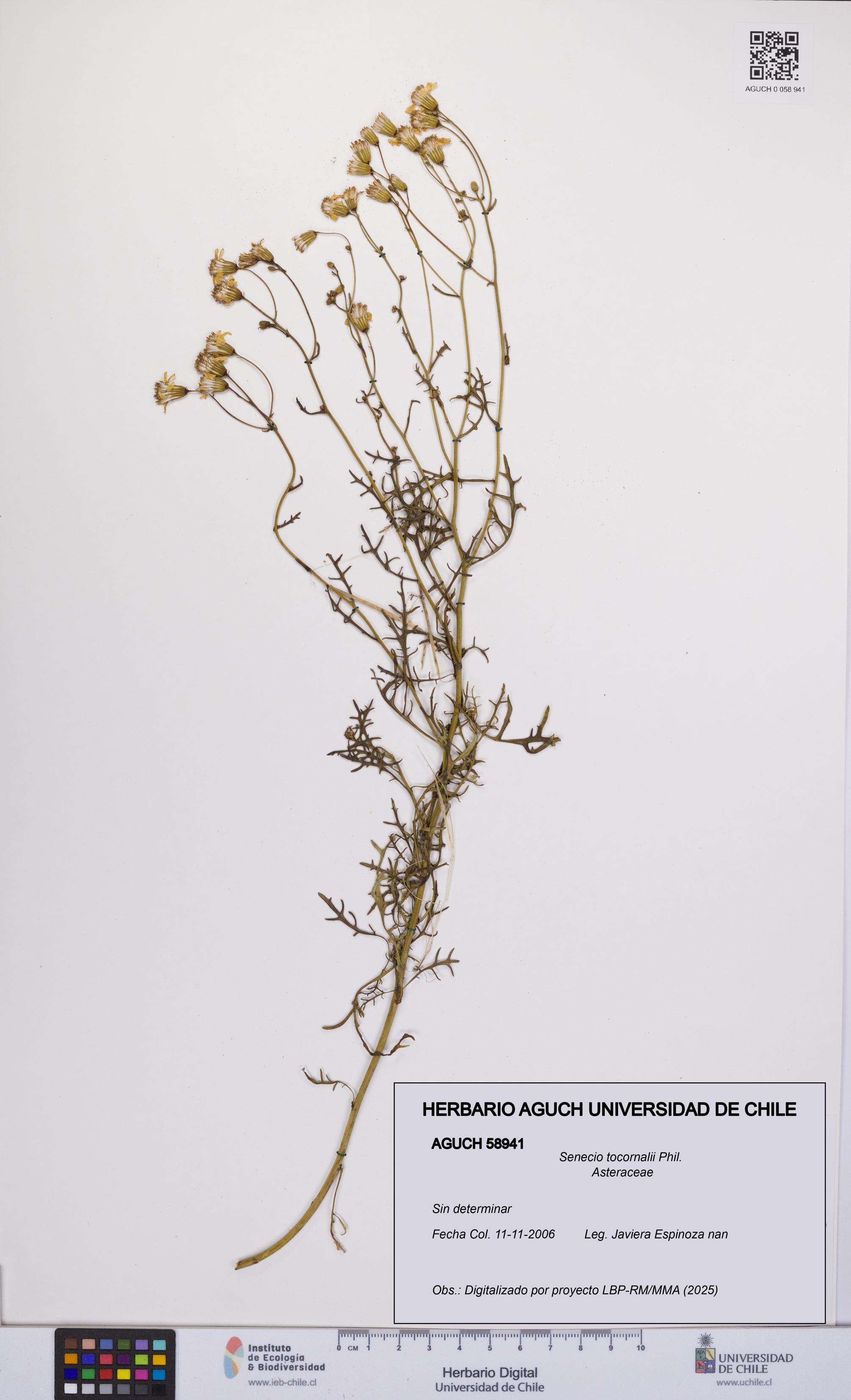 Senecio tocornalii [Espécimen: UCH:AGUCH:0058941]