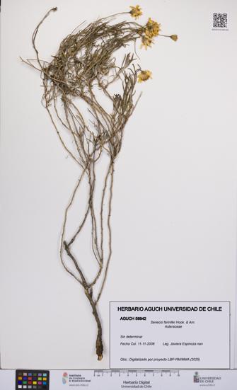Senecio farinifer [Espécimen: UCH:AGUCH:0058942]