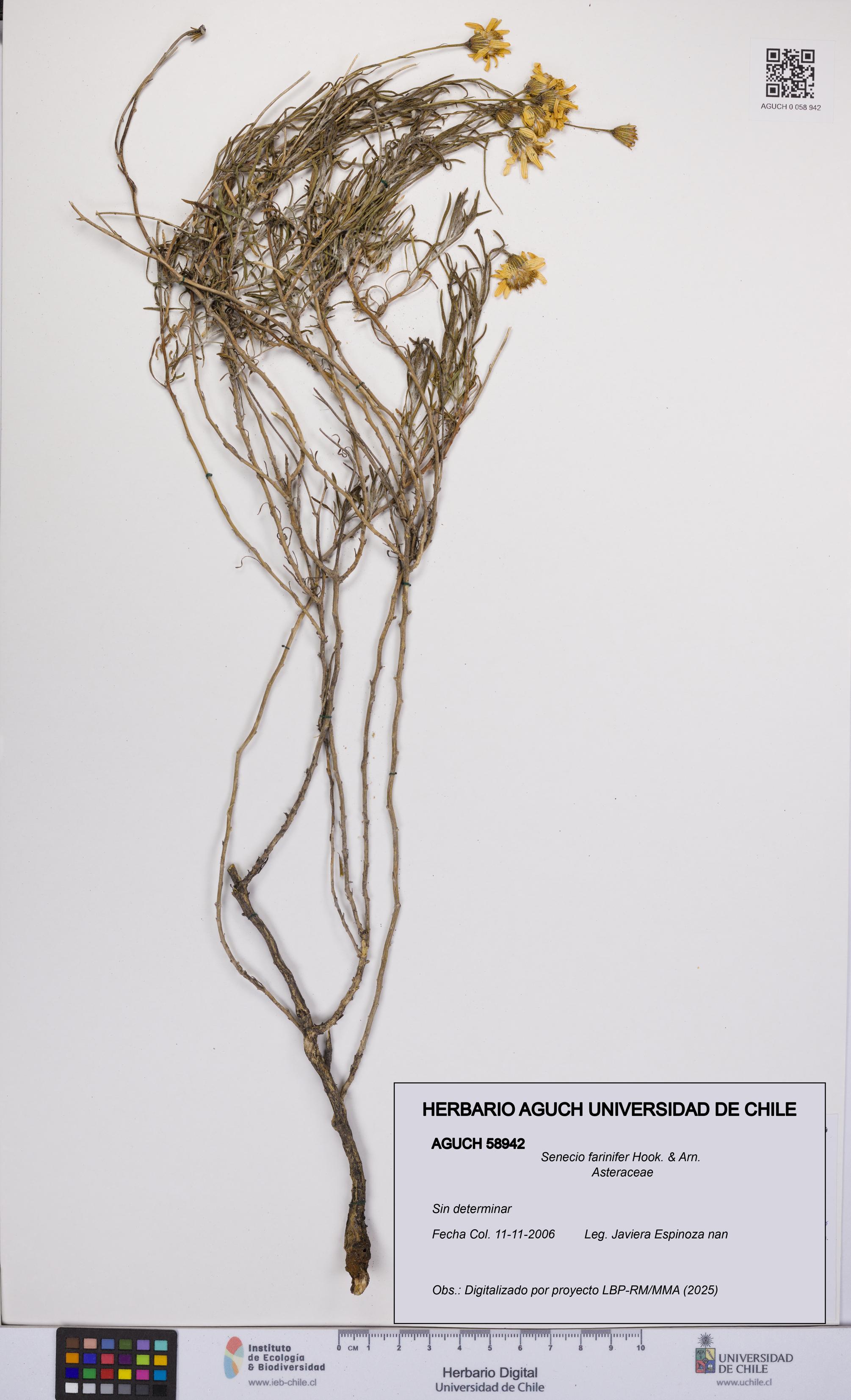 Senecio farinifer [Espécimen: UCH:AGUCH:0058942]