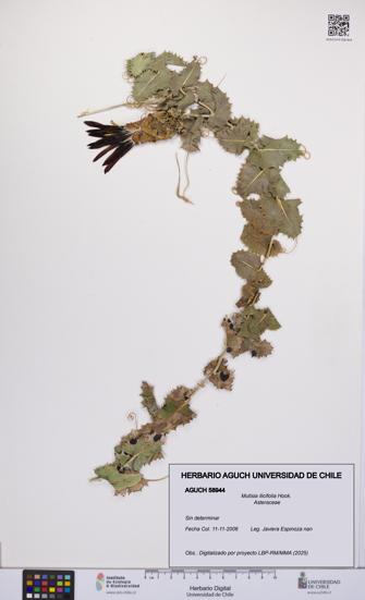 Mutisia ilicifolia [Espécimen: UCH:AGUCH:0058944]