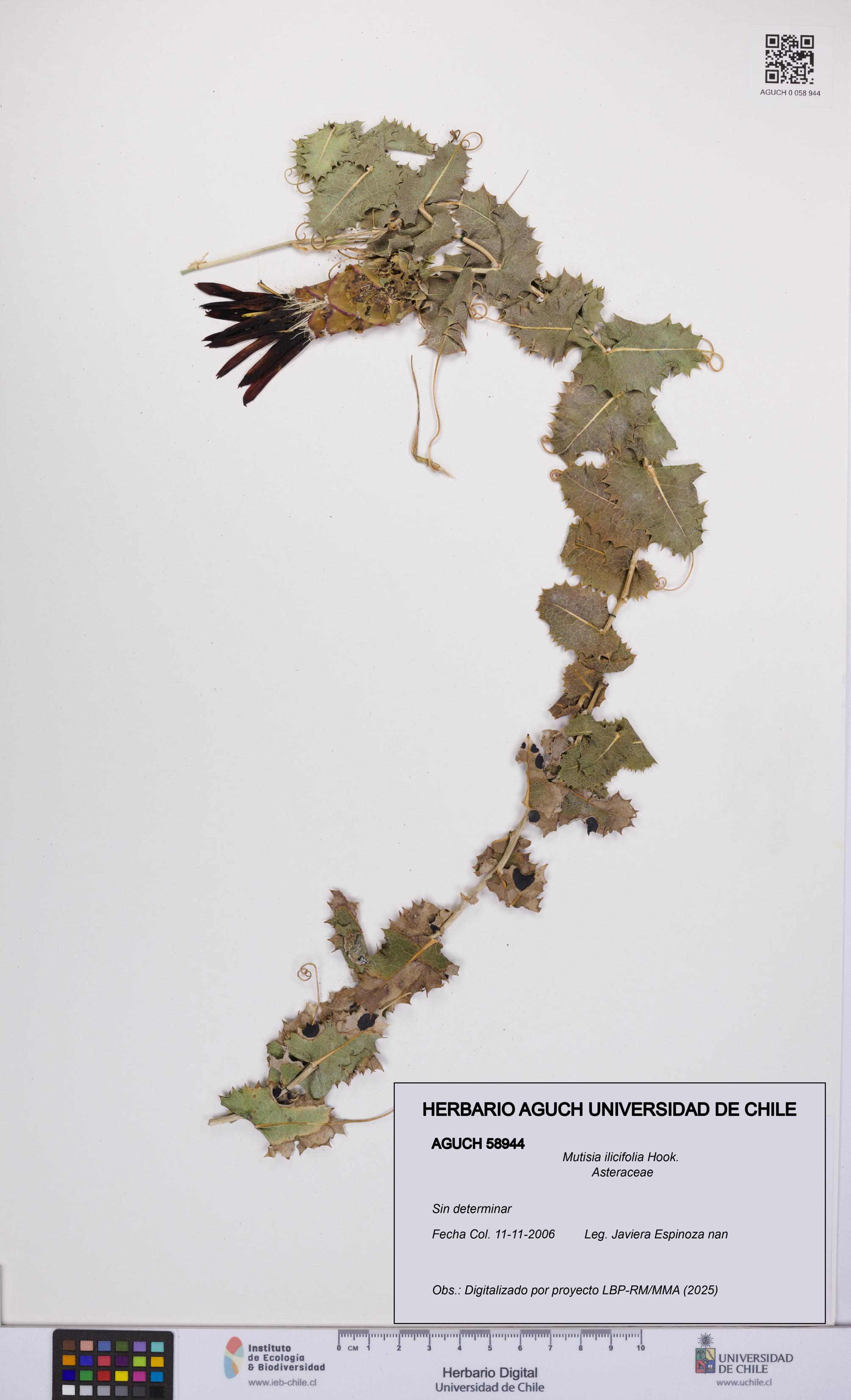 Mutisia ilicifolia [Espécimen: UCH:AGUCH:0058944]