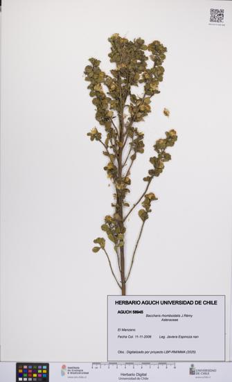 Baccharis rhomboidalis [Espécimen: ]
