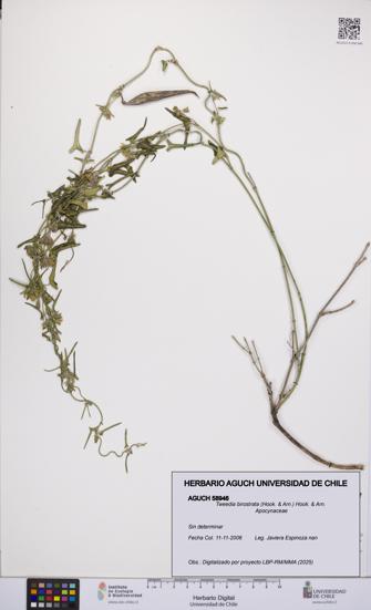 Tweedia birostrata [Espécimen: UCH:AGUCH:0058946]