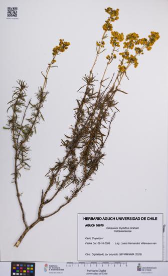 Calceolaria thyrsiflora [Espécimen: UCH:AGUCH:0058975]