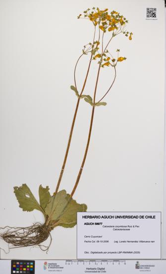 Calceolaria corymbosa [Espécimen: UCH:AGUCH:0058977]