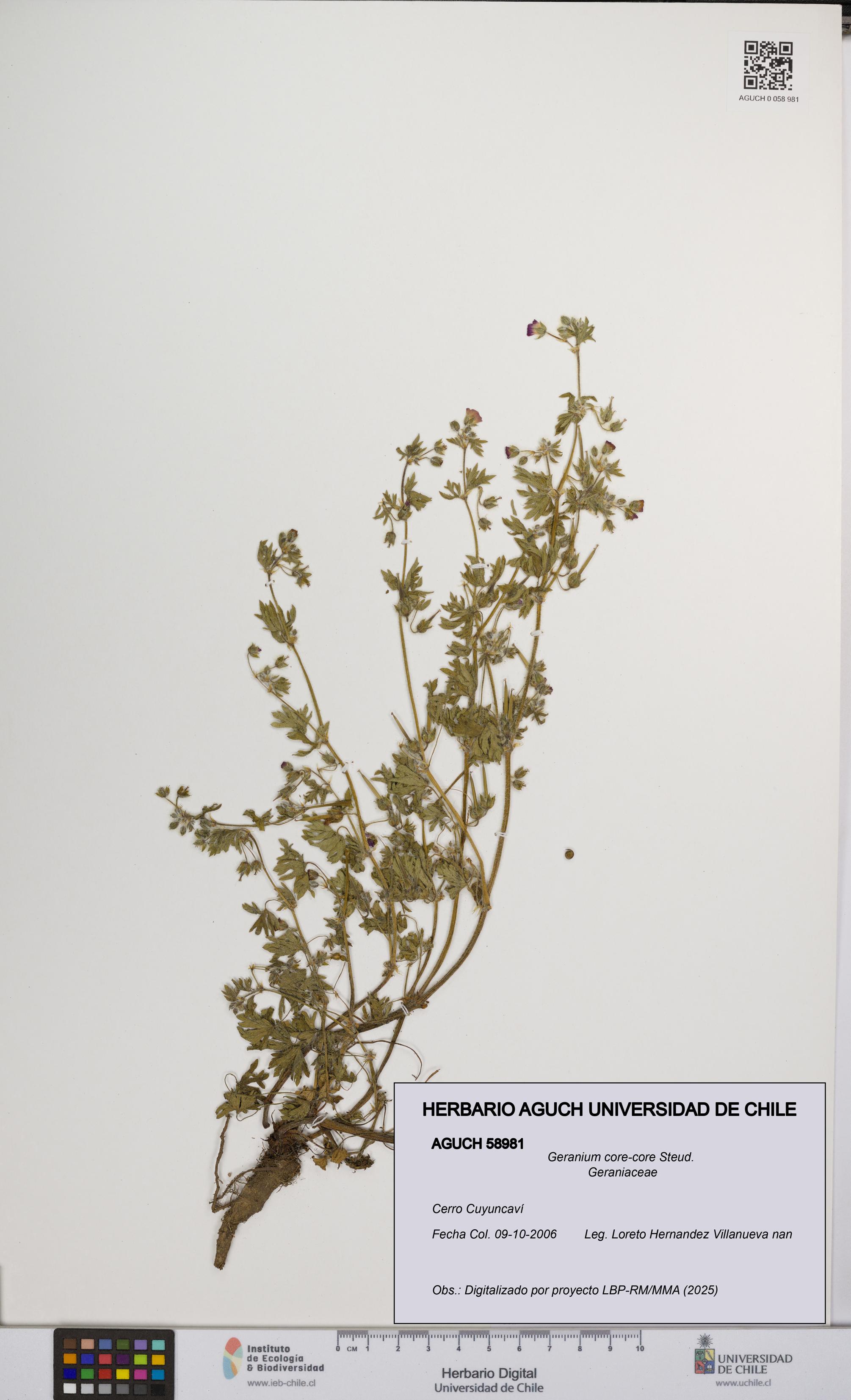 Geranium core-core [Espécimen: UCH:AGUCH:0058981]