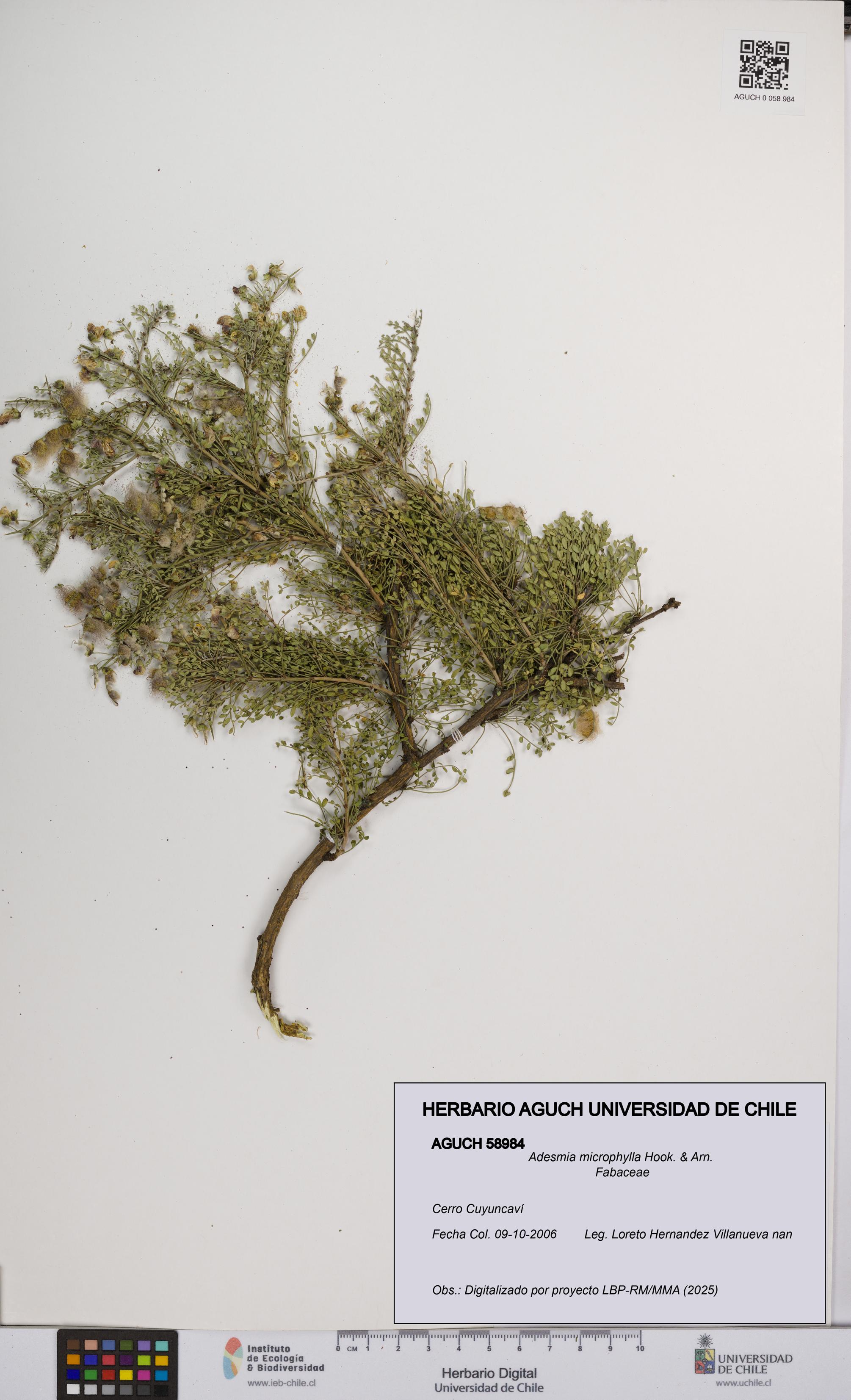 Adesmia microphylla [Espécimen: UCH:AGUCH:0058984]
