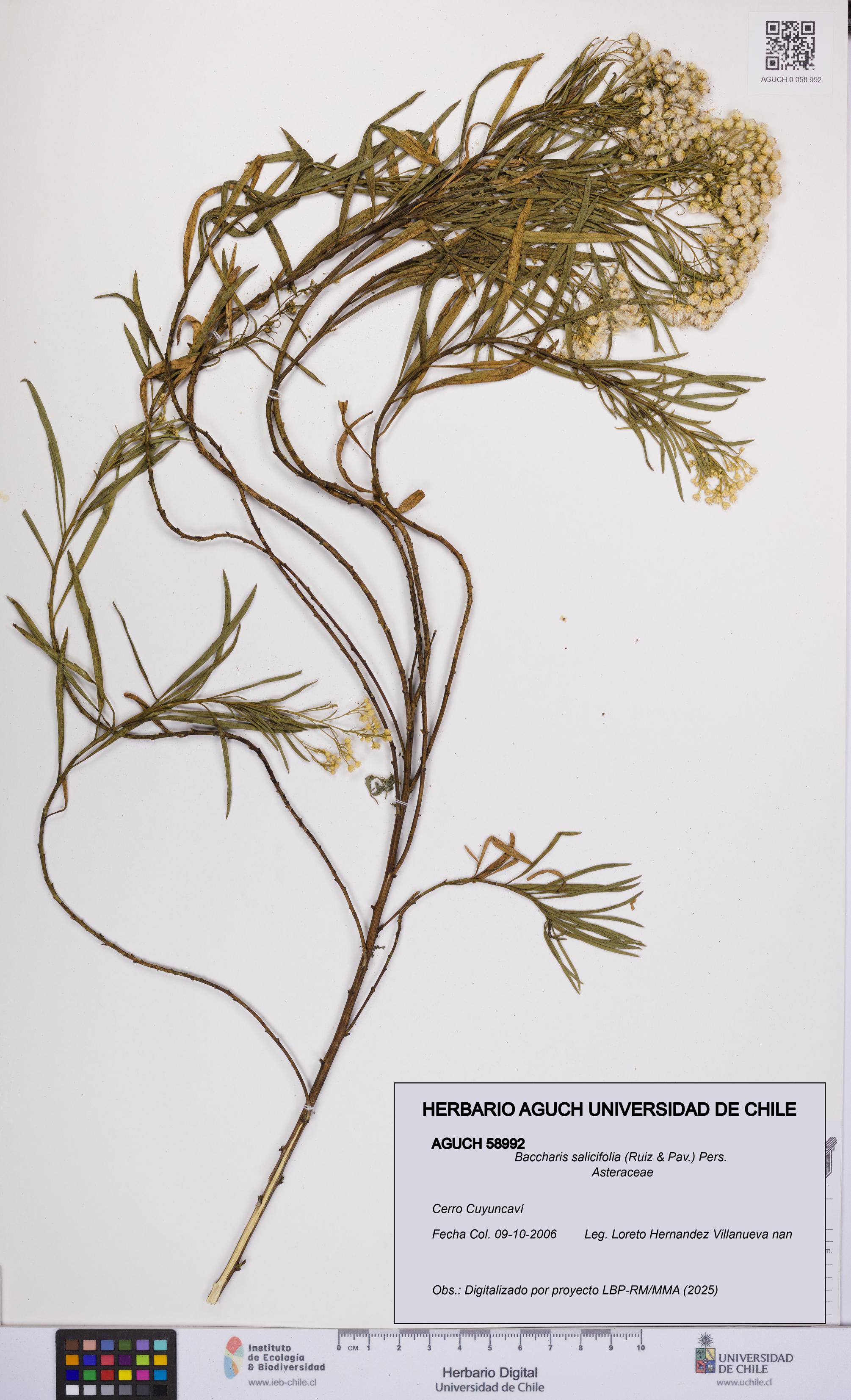 Baccharis salicifolia [Espécimen: UCH:AGUCH:0058992]