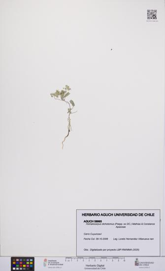 Homalocarpus dichotomus [Espécimen: UCH:AGUCH:0058993]