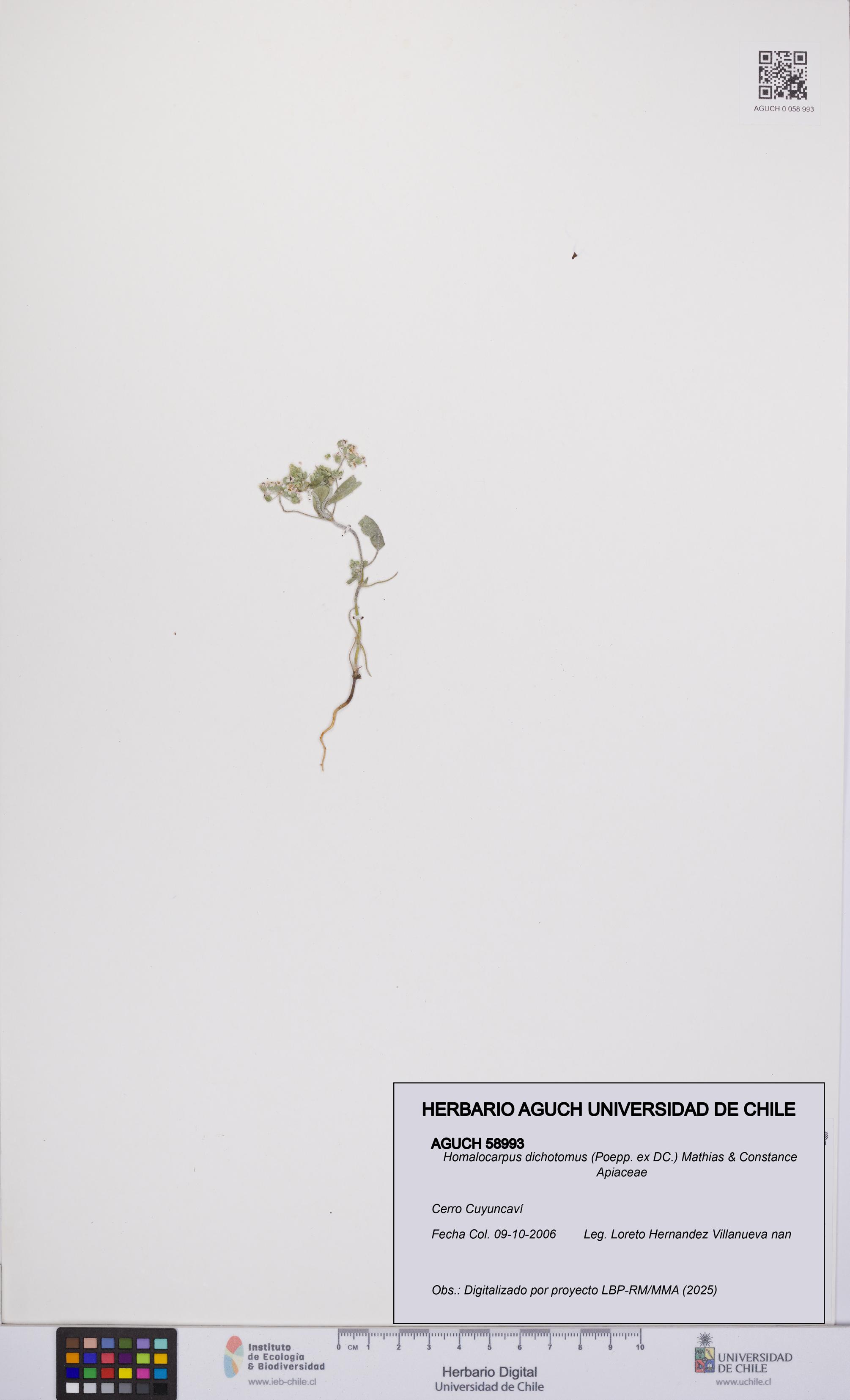 Homalocarpus dichotomus [Espécimen: UCH:AGUCH:0058993]