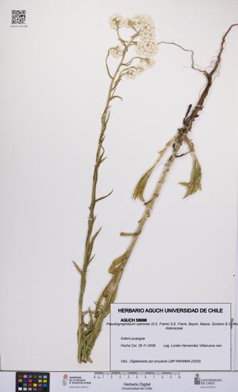 Pseudognaphalium cabrerae [Espécimen: UCH:AGUCH:0058998]