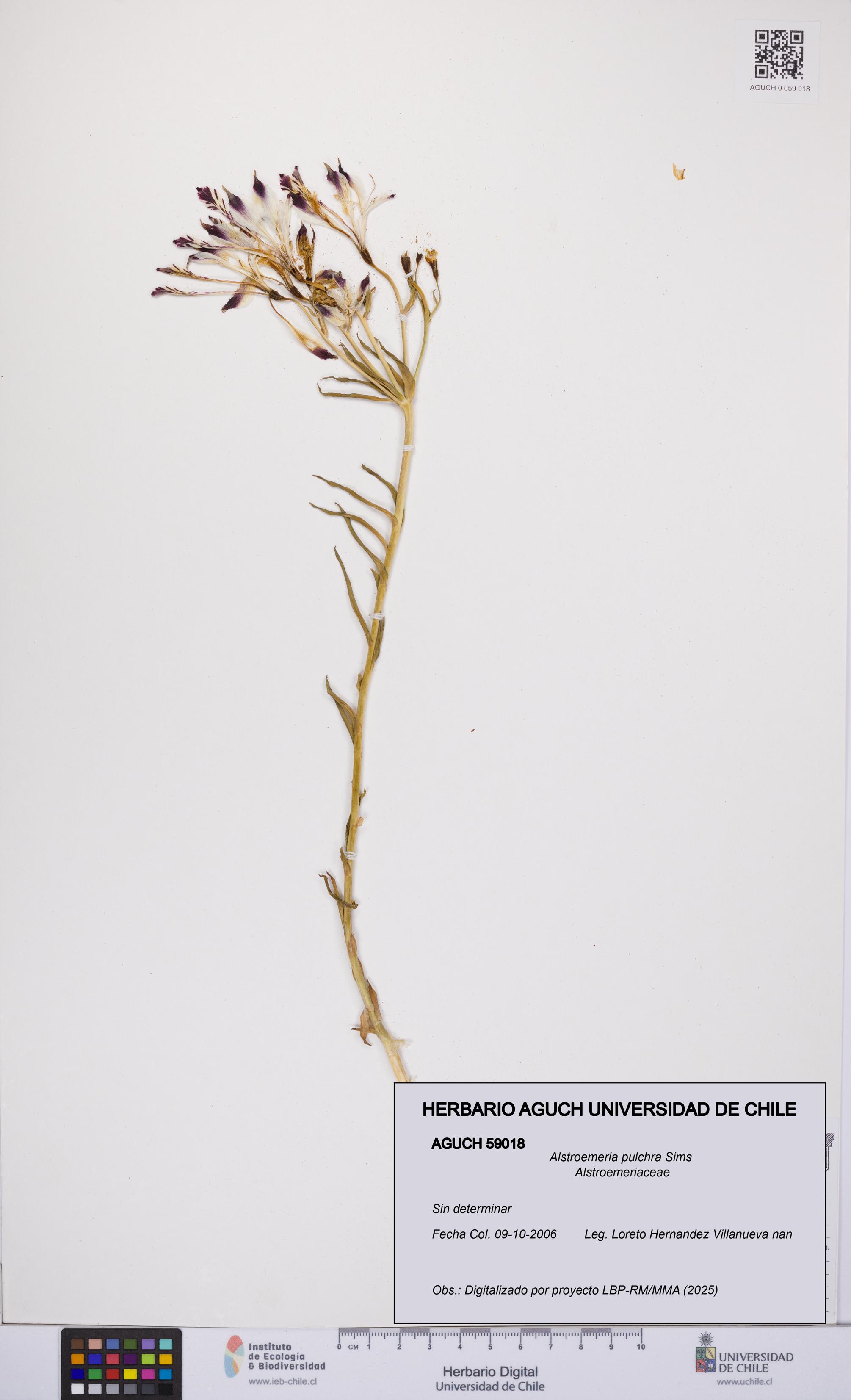Alstroemeria pulchra [Espécimen: UCH:AGUCH:0059018]