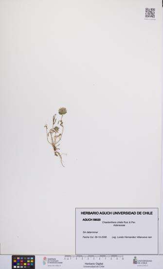 Chaetanthera ciliata [Espécimen: UCH:AGUCH:0059020]